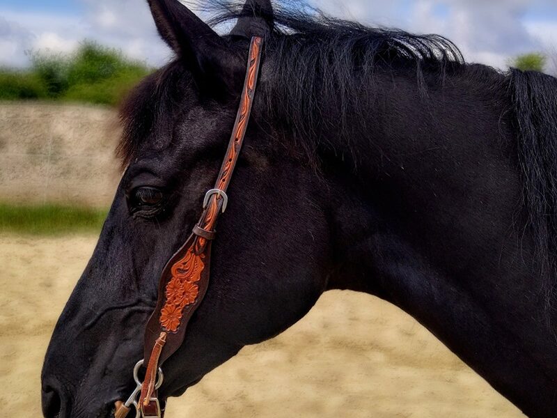 dopasowywanie-oglowia-i wedzidla-u-konia