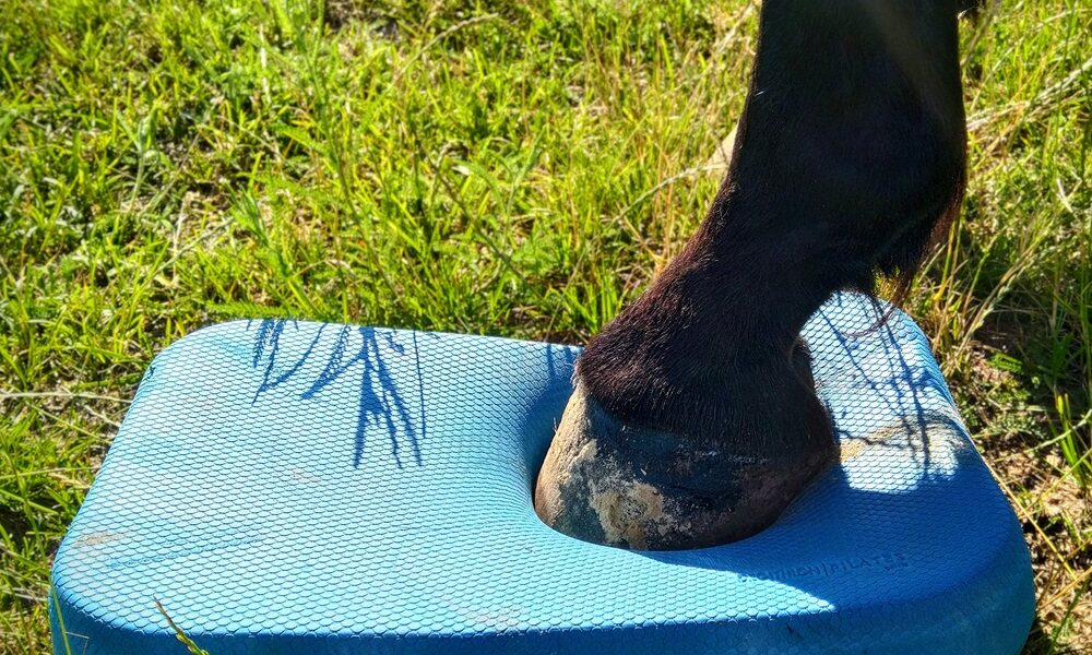 fizjoterapia masaż magnetoterapia streching koni łódzkie fizjoterapeuta Taping