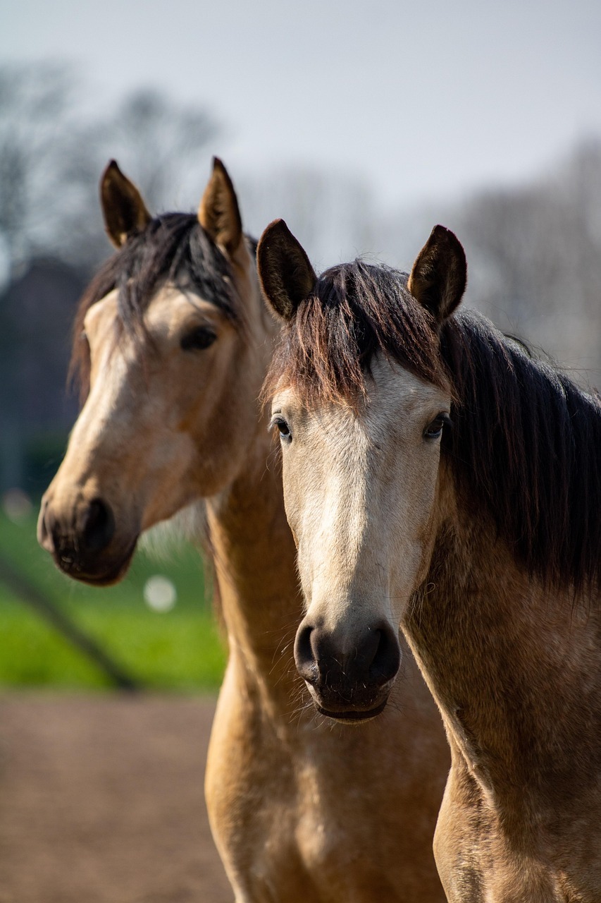 Pierwsze spotkanie z końmi