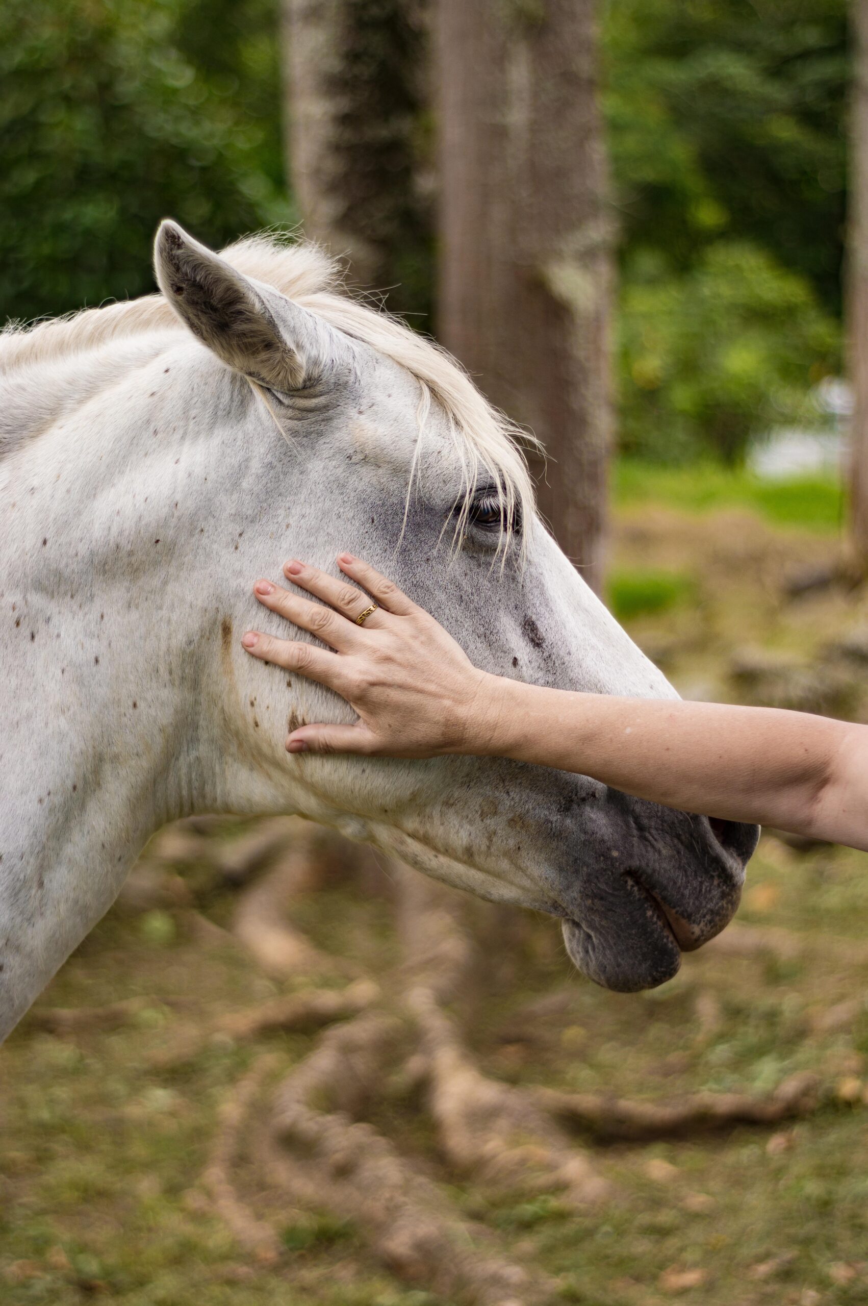 Holistyczna praca z koniem