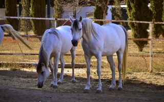 sztywnosc-i-kulawizna-u-konia