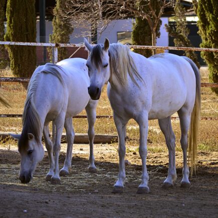 sztywnosc-i-kulawizna-u-konia