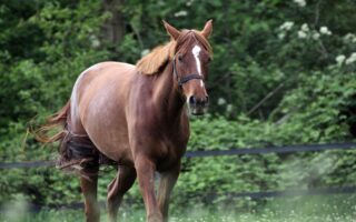 problemy-miesniowe-i-stawowe-u-koni