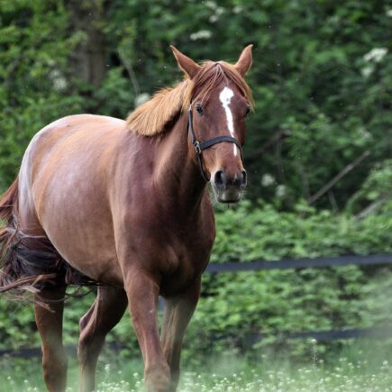 problemy-miesniowe-i-stawowe-u-koni