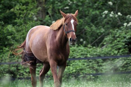 problemy-miesniowe-i-stawowe-u-koni