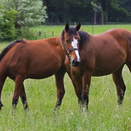 rekonwalestencja-konia