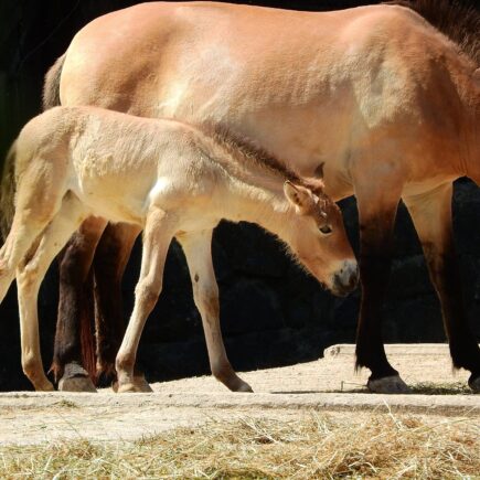 jak-dbac-o-konie-w-czasie-upalow