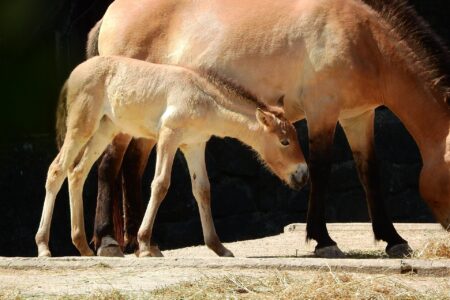 jak-dbac-o-konie-w-czasie-upalow